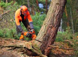 Marianna, FL Tree Removal and Landscaping Services Company